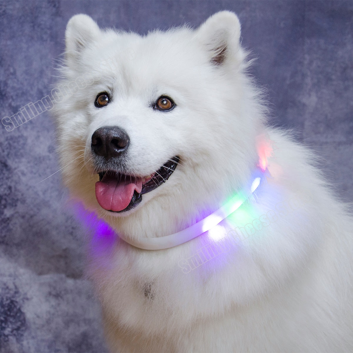 Pet Dog LED Collar