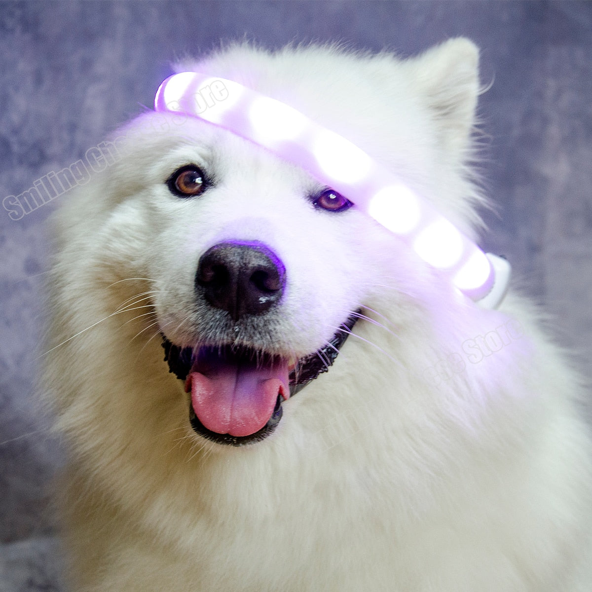 Pet Dog LED Collar